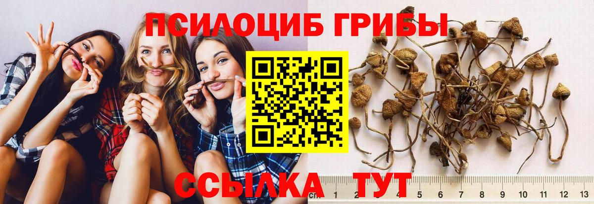 Псилоцибиновые грибы MAGIC MUSHROOMS  Псилоцибиновые грибы Magic Shrooms  Кольчугино  где найти наркотики  Вход с VPN 